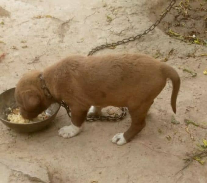 pointer male 2 months for sale 0