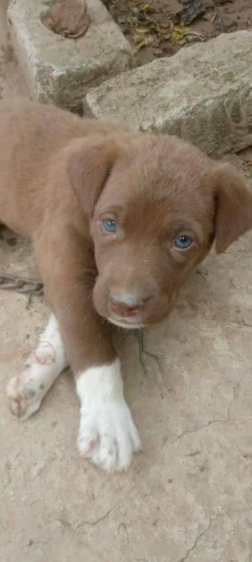 pointer male 2 months for sale 1
