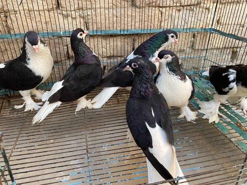 black sherazi for sale 0