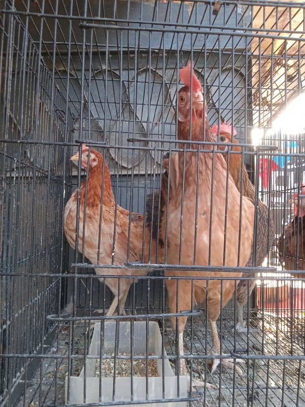 desi ando wali murghia avlb for sale 0