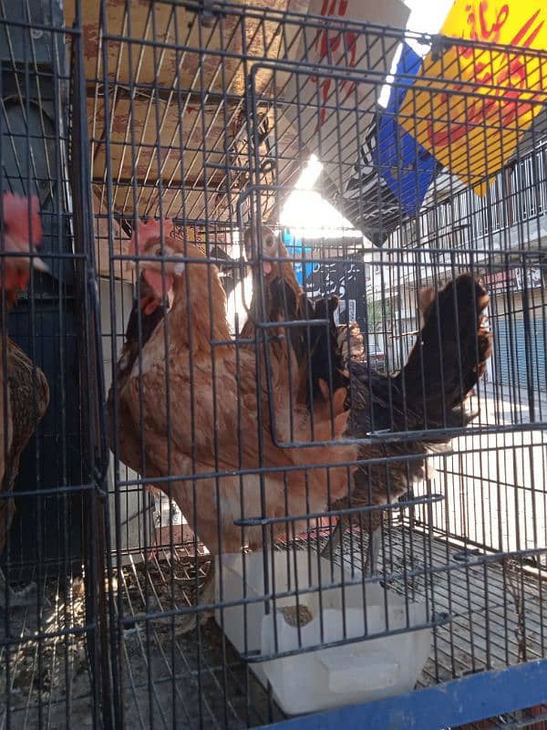 desi ando wali murghia avlb for sale 2