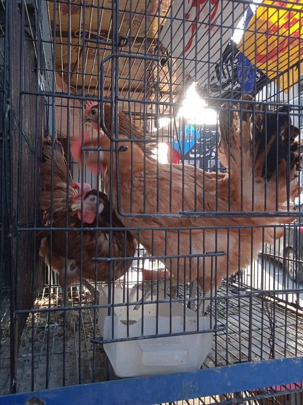 desi ando wali murghia avlb for sale 3
