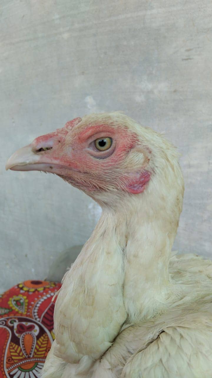 Heeri madi /heeri murgi aseel/murgi murga 5