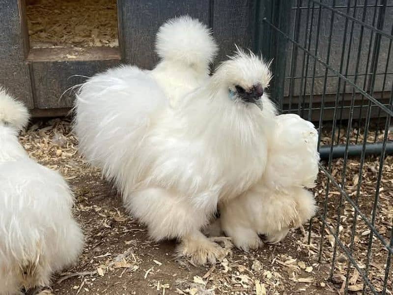 White Silkie 6 Chicks 1