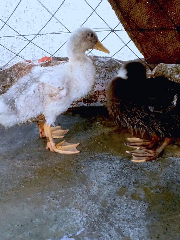 duck pair 1