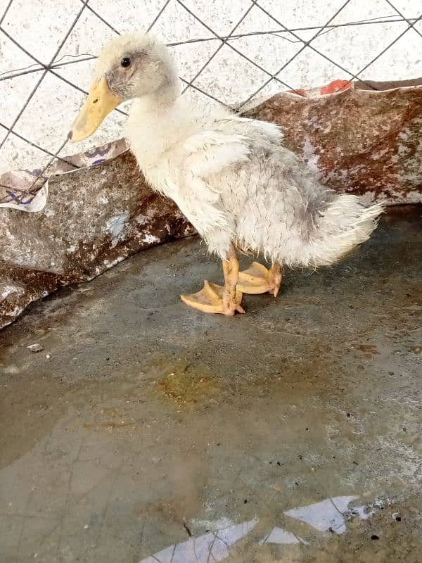 duck pair 3