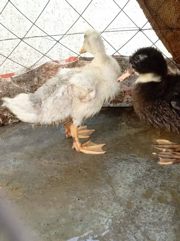 duck pair 4