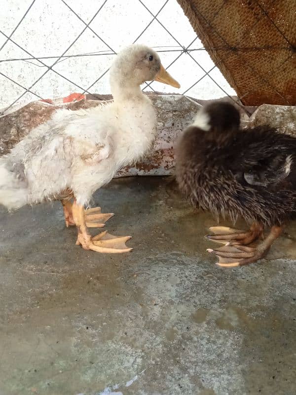 duck pair 5