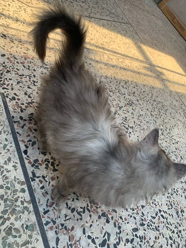 persian kittens and cat 8
