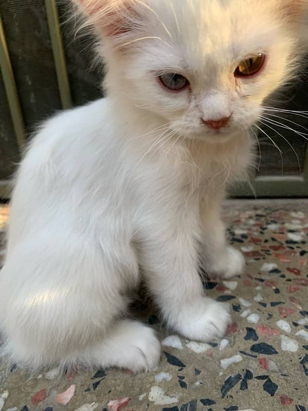 persian kittens and cat 13