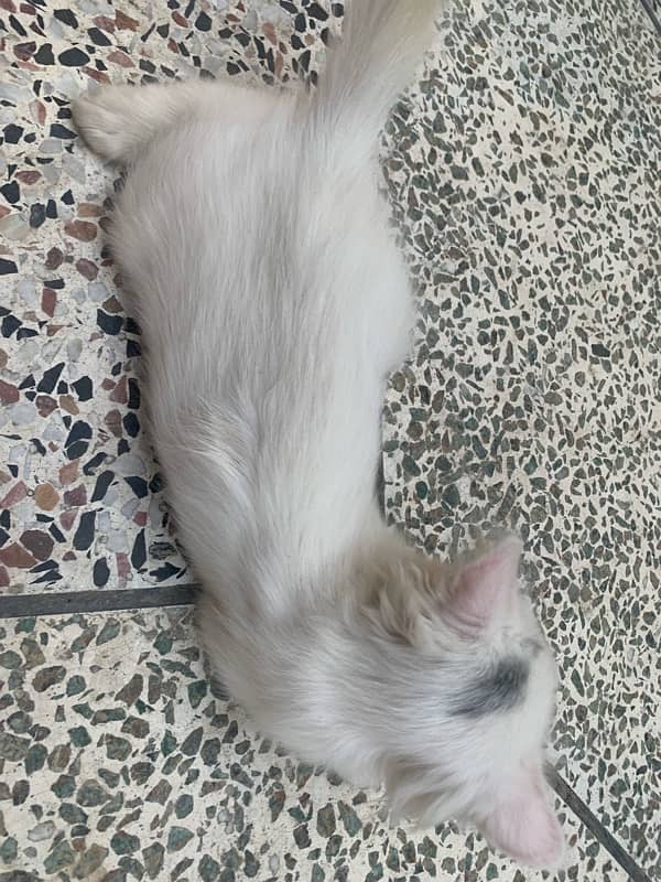 persian kittens and cat 16