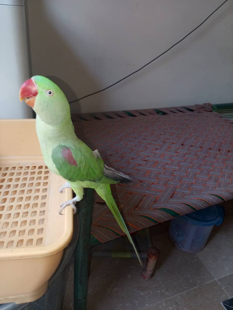 Raw female adult for sale 0
