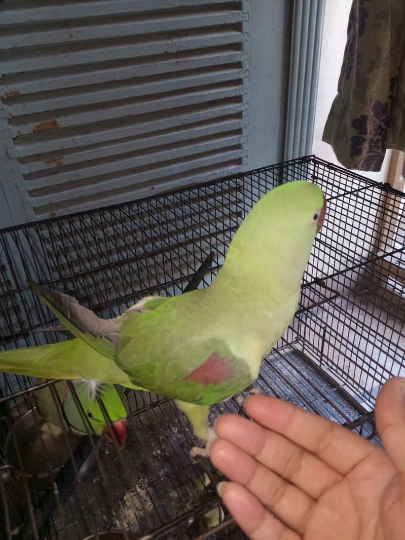 Raw female adult for sale 2