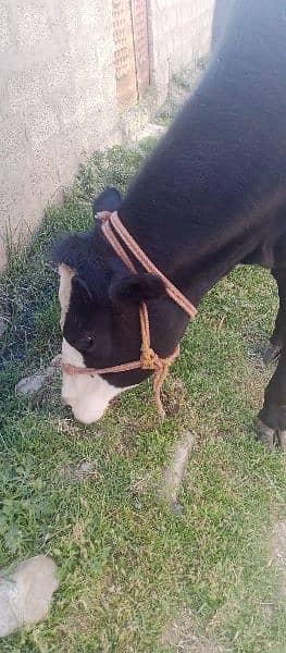 young cow for Qurbani 0