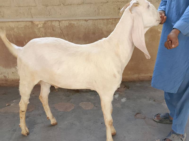 Rajanpuri,tota puri khassi bakray 0