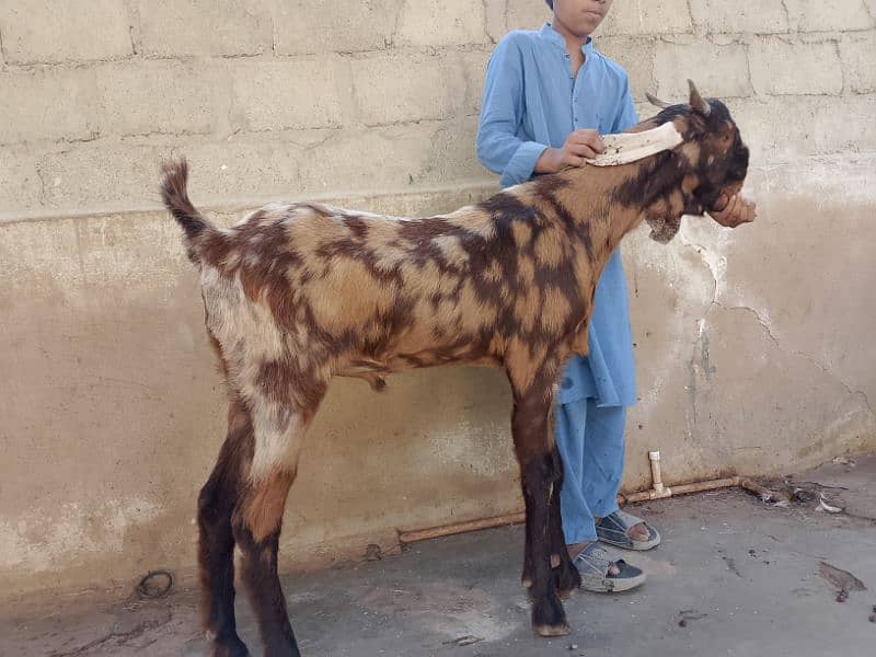 Rajanpuri,tota puri khassi bakray 3