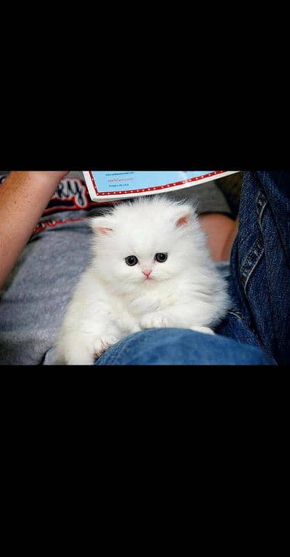 (SARGODHA ) WHITE KITTENS AVAILABLE MALE / FEMALE MESSAGE IN CHAT! 0