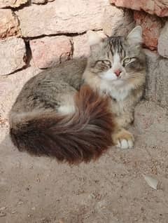 cutie cat