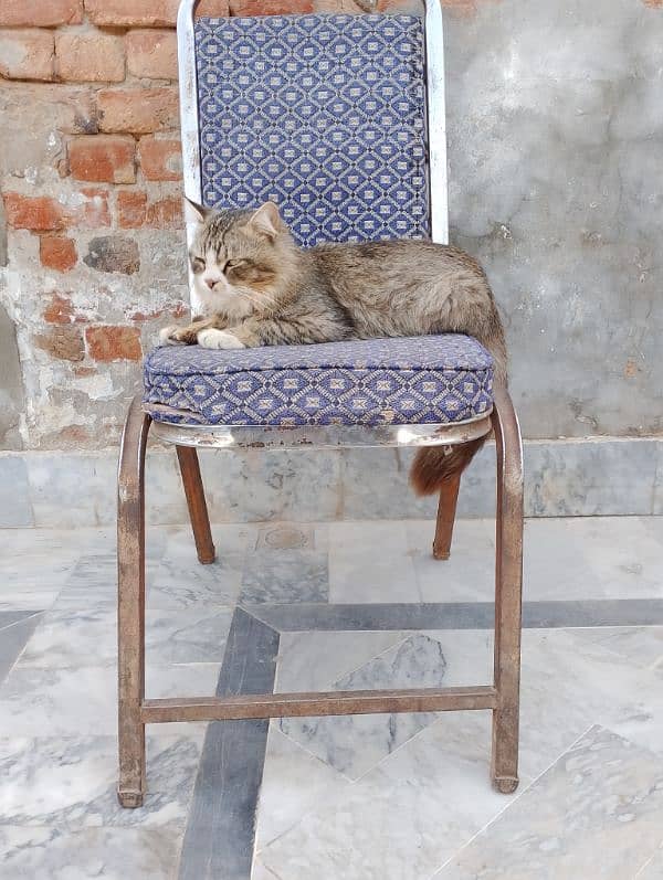 cutie cat 1