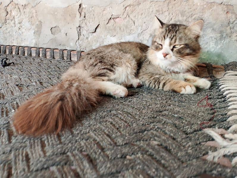 cutie cat 2