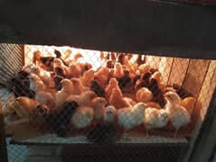 golden misree chicks