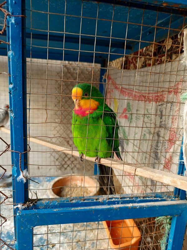 Barraband Parakeet male parrot for sale 0