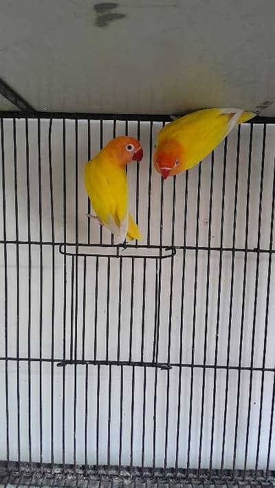 love bird mix colour