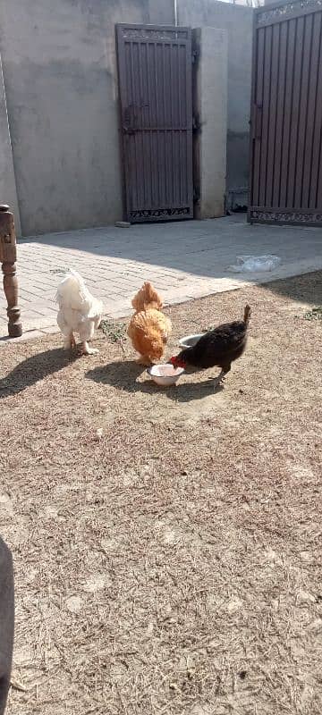 Asterloop hens, fertile eggs and chicks.   . 0