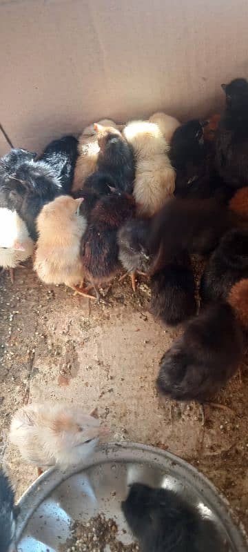 Asterloop hens, fertile eggs and chicks.   . 2