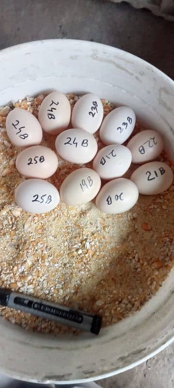 Asterloop hens, fertile eggs and chicks.   . 4