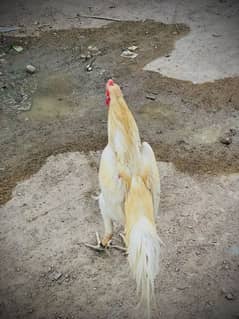 Peshawari