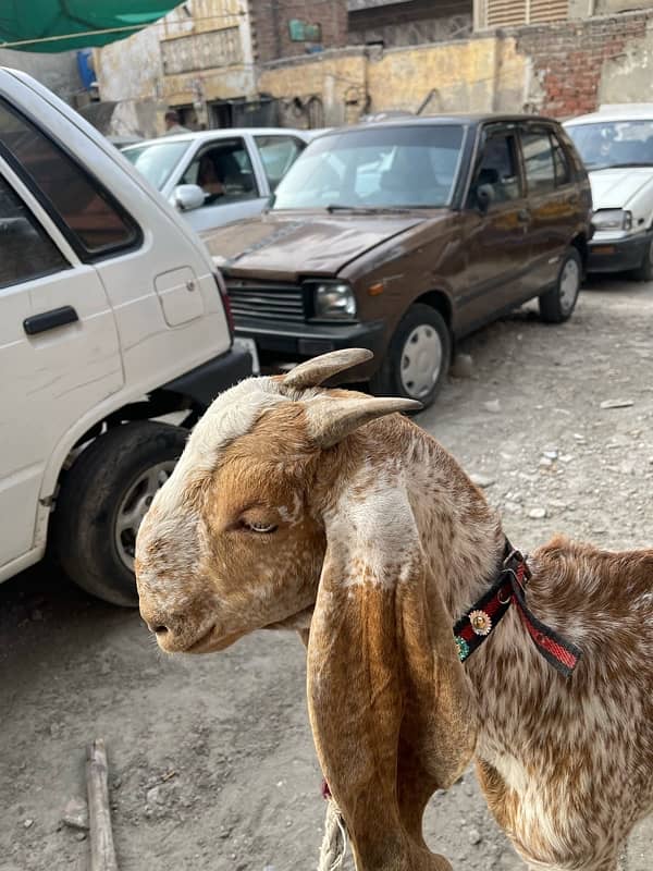 maki cheni bakri 3