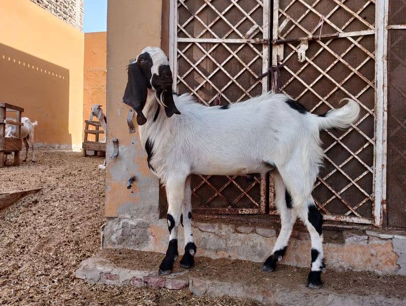 Ranjanpuri | Gulabi | Teddy | Qurbani | Desi goats | Bakra | Bakri 4