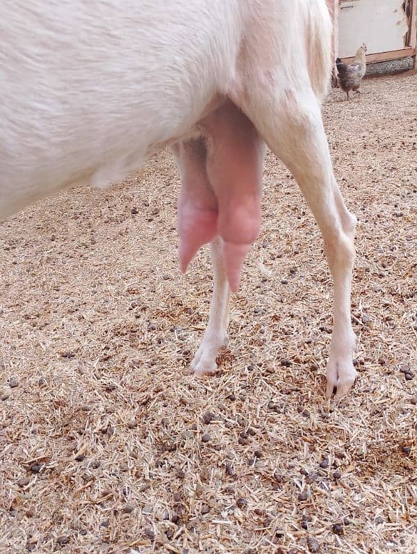Ranjanpuri | Gulabi | Teddy | Qurbani | Desi goats | Bakra | Bakri 1