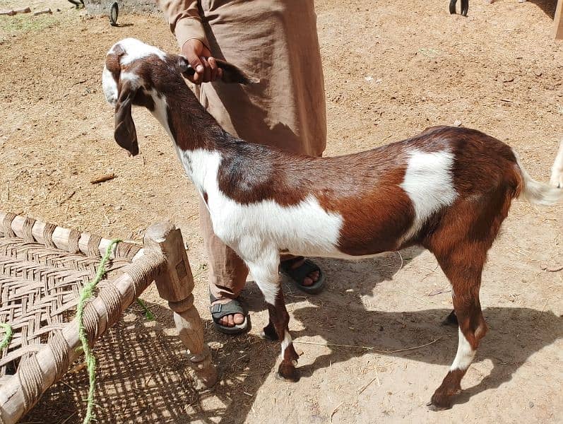 Ranjanpuri | Gulabi | Teddy | Qurbani | Desi goats | Bakra | Bakri 2