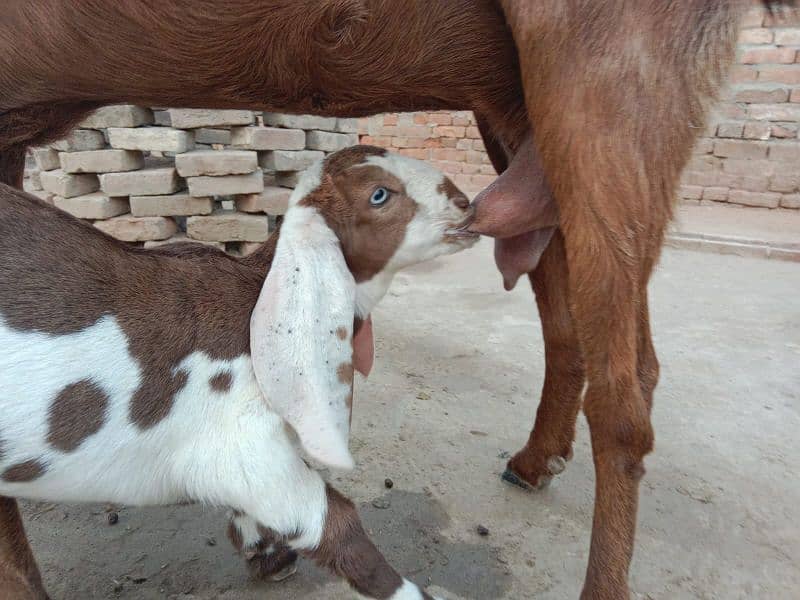 Ranjanpuri | Gulabi | Teddy | Qurbani | Desi goats | Bakra | Bakri 3