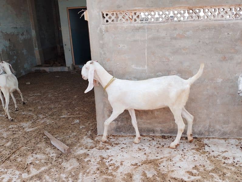 Ranjanpuri | Gulabi | Teddy | Qurbani | Desi goats | Bakra | Bakri 0