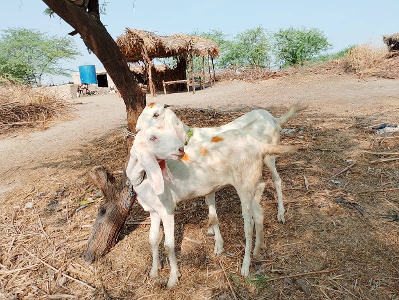 Ranjanpuri | Gulabi | Teddy | Qurbani | Desi goats | Bakra | Bakri 5