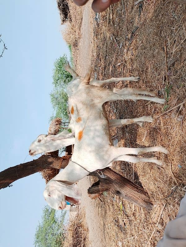 Ranjanpuri | Gulabi | Teddy | Qurbani | Desi goats | Bakra | Bakri 6