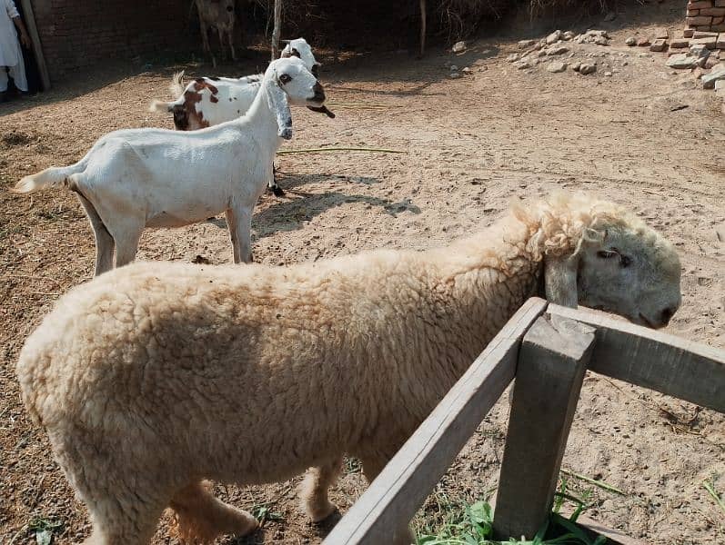 Ranjanpuri | Gulabi | Teddy | Qurbani | Desi goats | Bakra | Bakri 7
