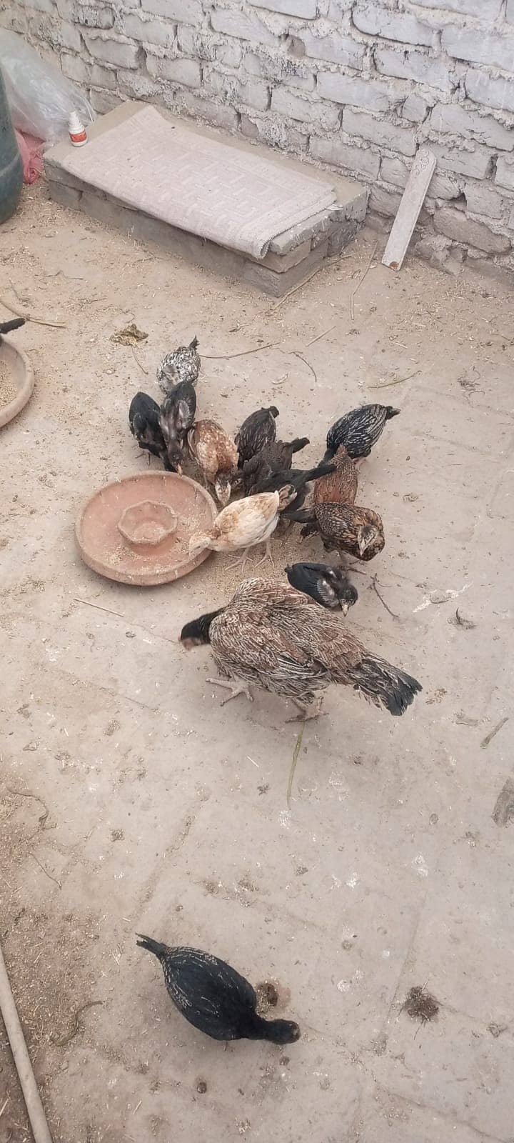 Aseel Mianwali | Mianwali Murga | Aseel Murgai | Mianwali Chicks 4