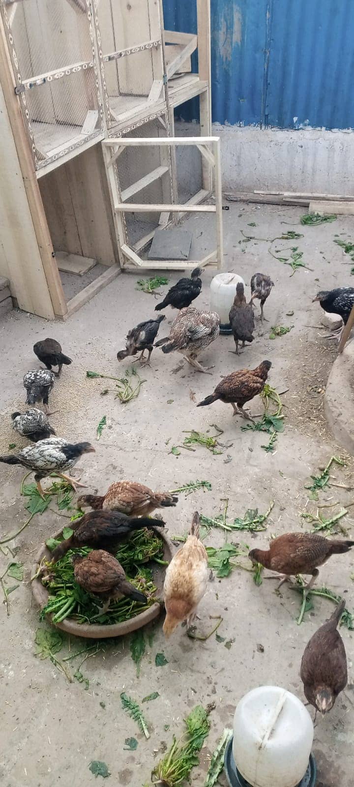 Aseel Mianwali | Mianwali Murga | Aseel Murgai | Mianwali Chicks 6