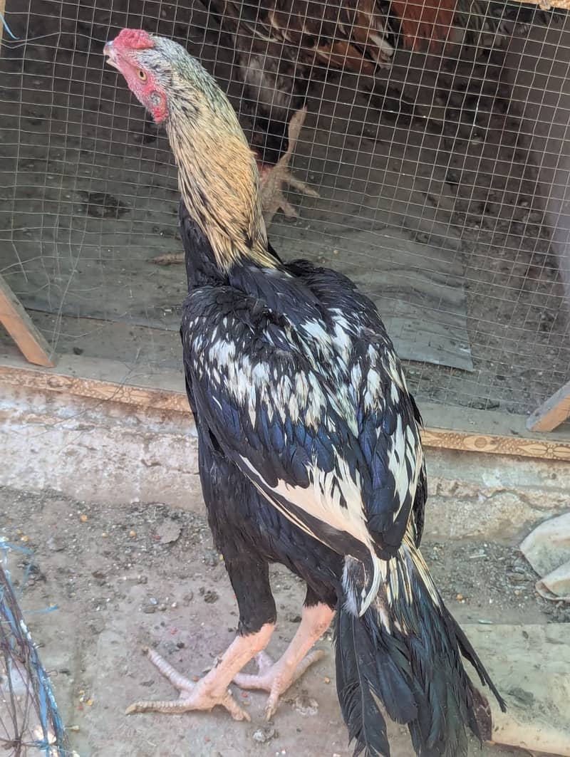 Aseel Mianwali | Mianwali Murga | Aseel Murgai | Mianwali Chicks 10