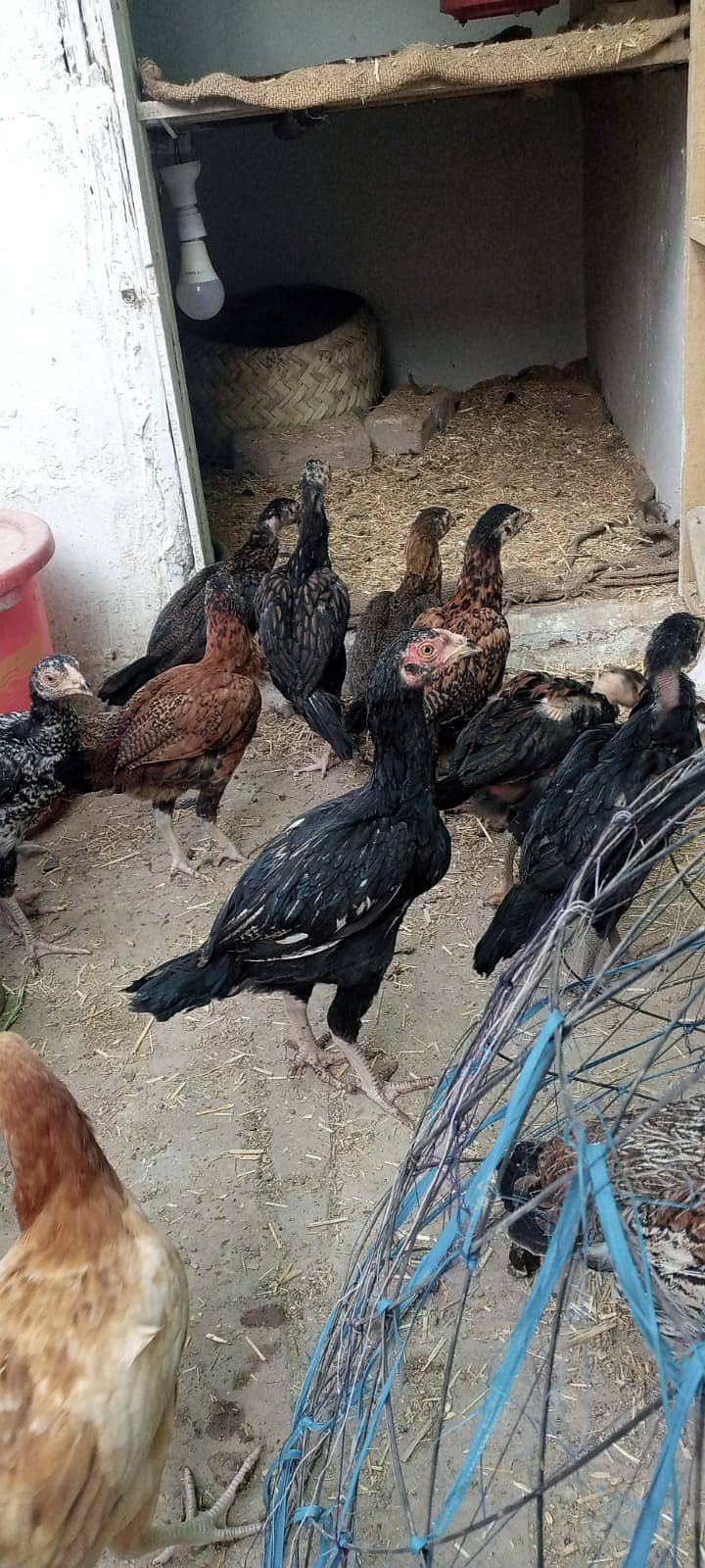 Aseel Mianwali | Mianwali Murga | Aseel Murgai | Mianwali Chicks 11