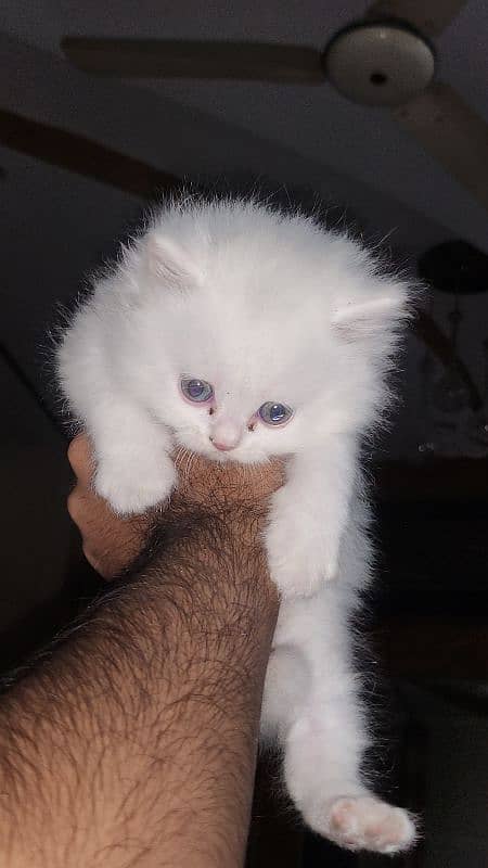 kittens 0