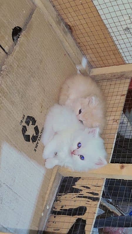 kittens 1