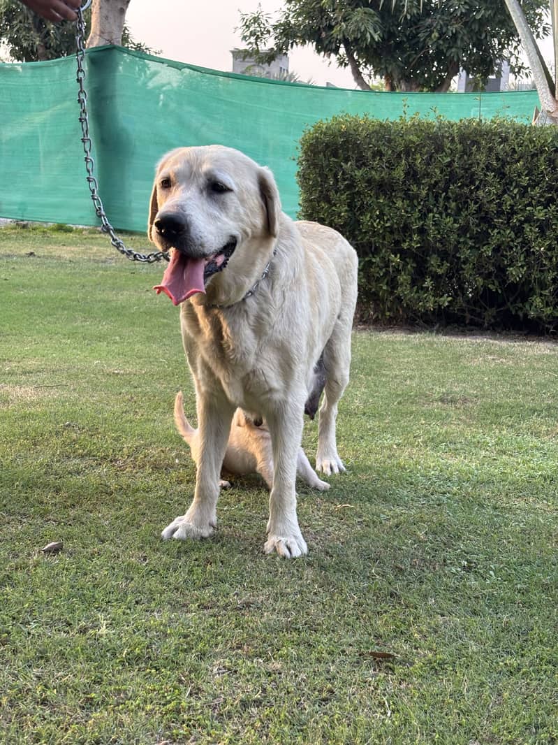Fully train labrador 0