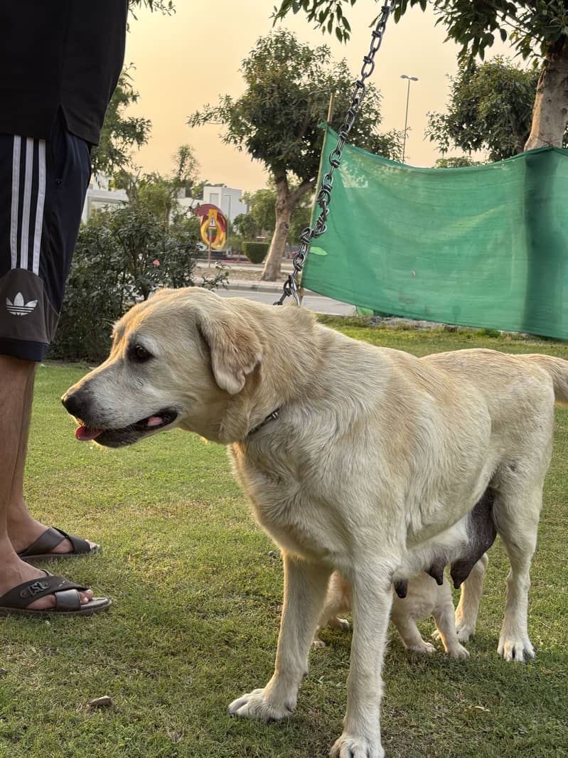 Fully train labrador 1