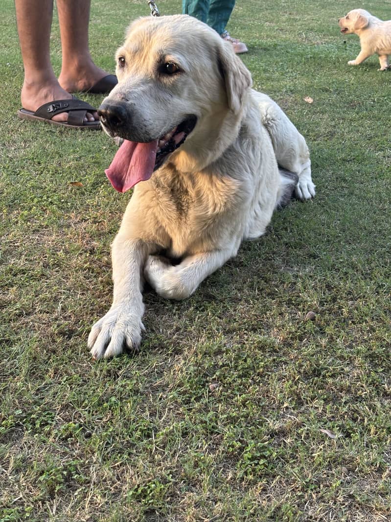 Fully train labrador 2