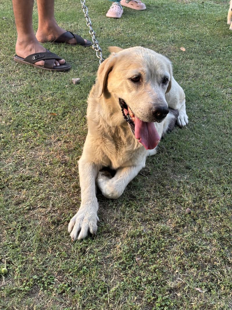 Fully train labrador 4